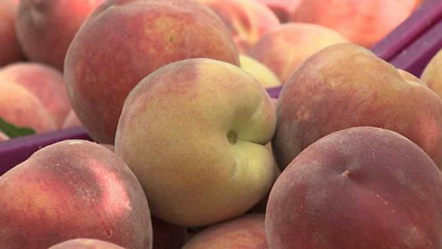 PSOE: 'El PP de Campos del Río en contra del transporte de la recogida de fruta en plena campaña de recogida'